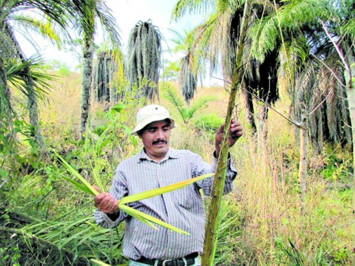 Que Jesucristo entre triunfal a la Jerusalén de la vida de todos