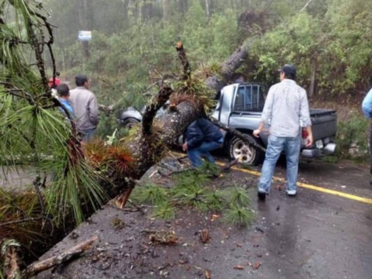 Dos personas se salvan de milagro al caer un árbol encima de su carro en El Hatillo