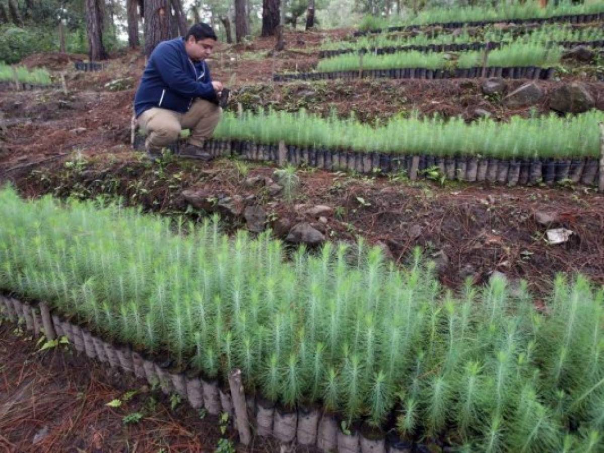 México amplía programa de reforestación a Honduras