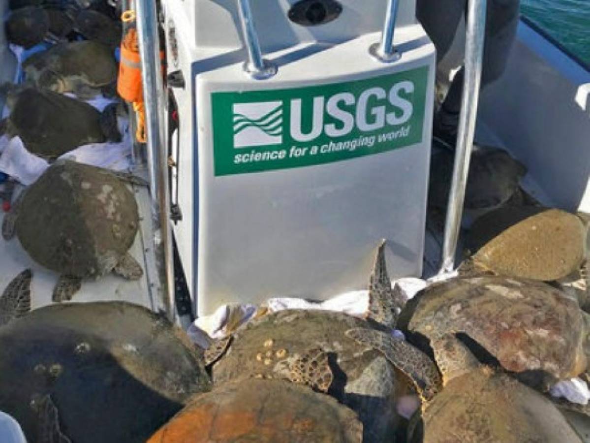 Más de mil tortugas marinas aturdidas por el frío en Florida, Estados Unidos