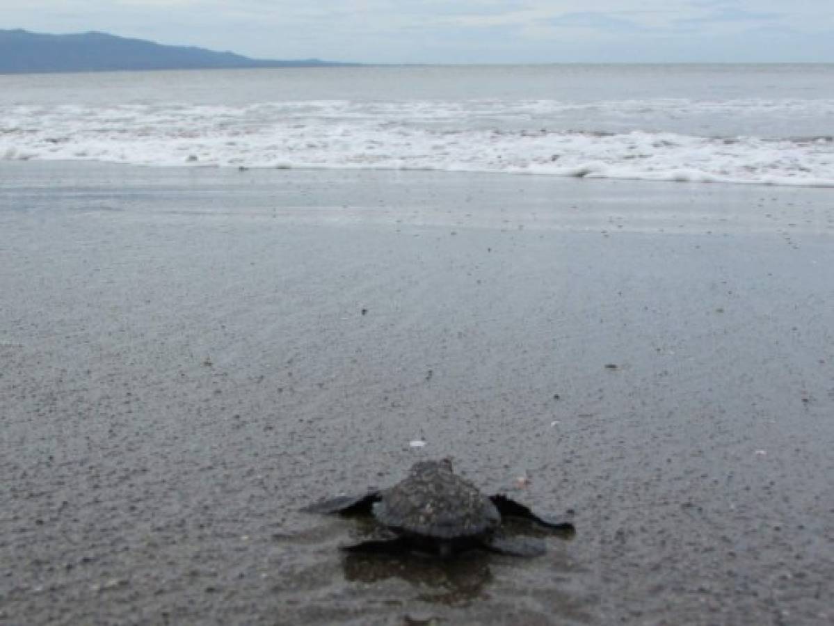 Liberan crías de tortugas golfinas en la zona sur