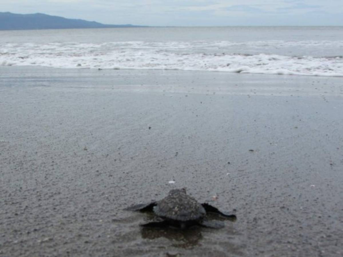 Liberan crías de tortugas golfinas en la zona sur