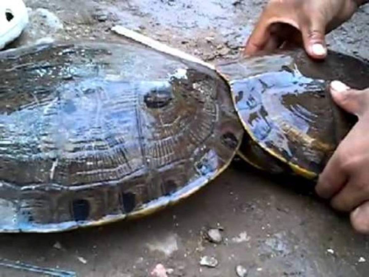 EEUU: Una tortuga marina provocó la deportación de dos hondureños