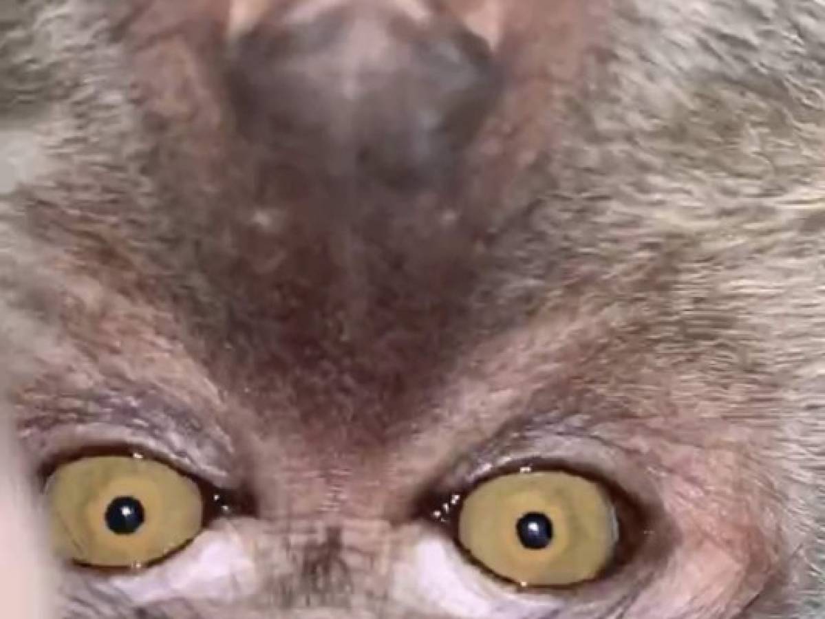 Mono se roba celular y se toma graciosas selfies