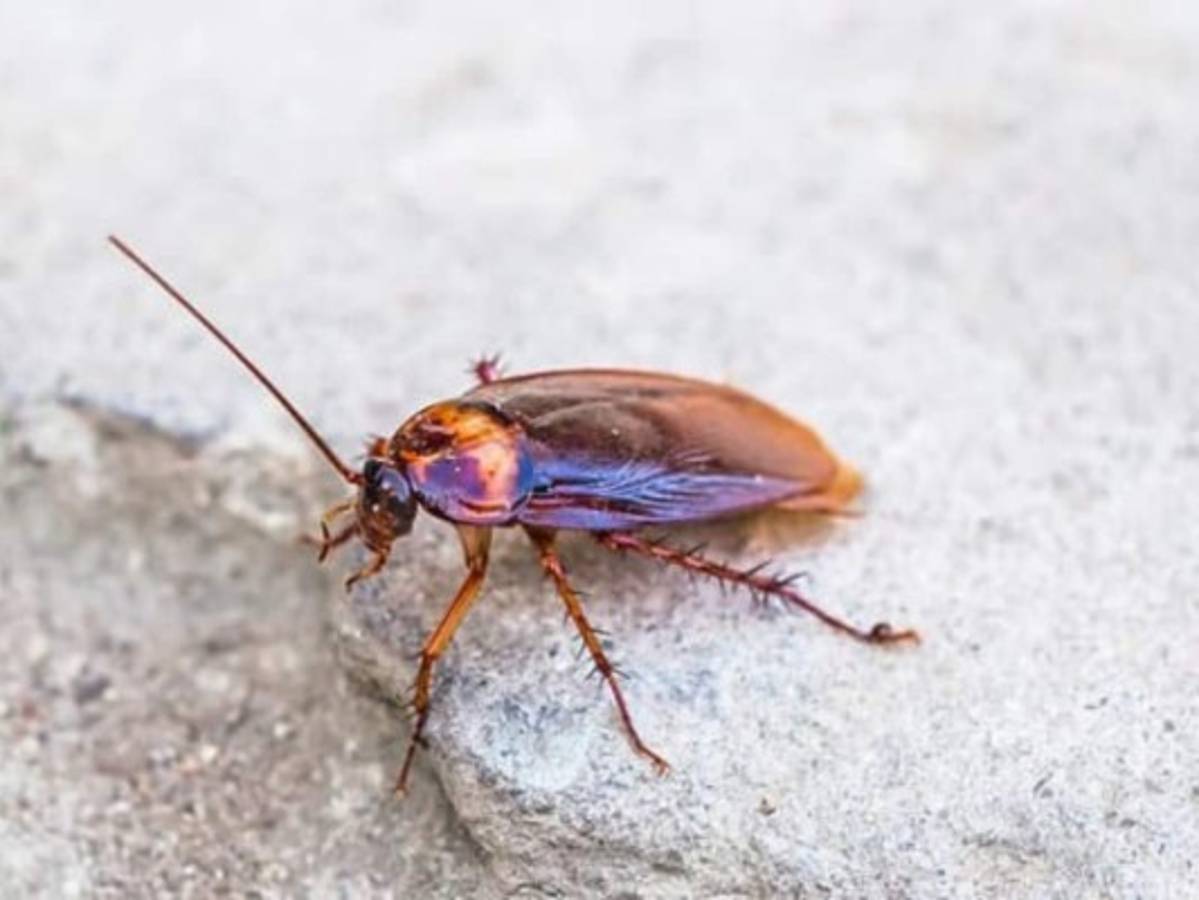 ¿Rencor con tu ex? Zoológico ofrece ponerle sus nombres a cucarachas  