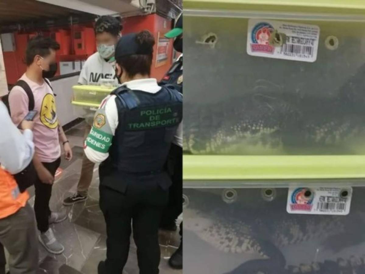 Caen dos hombres por transportar cocodrilos en metro de México  