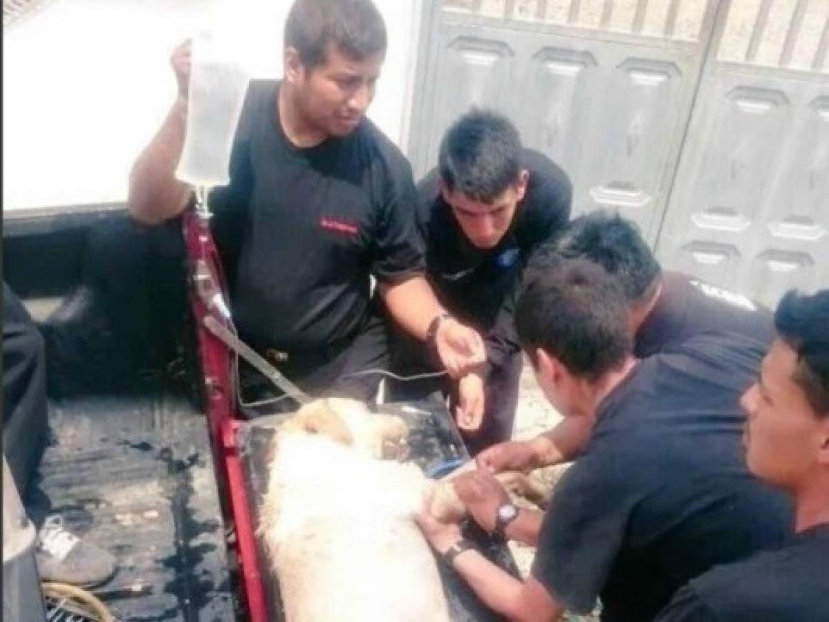 Perro bombero en Ecuador ayudó a salvar siete vidas humanas, antes de perder la suya