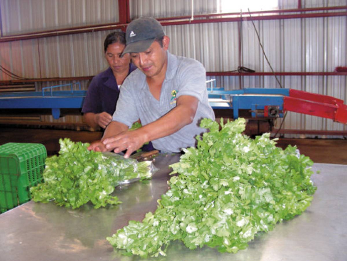 Pequeños productores de Intibucá crean red de microempresarios