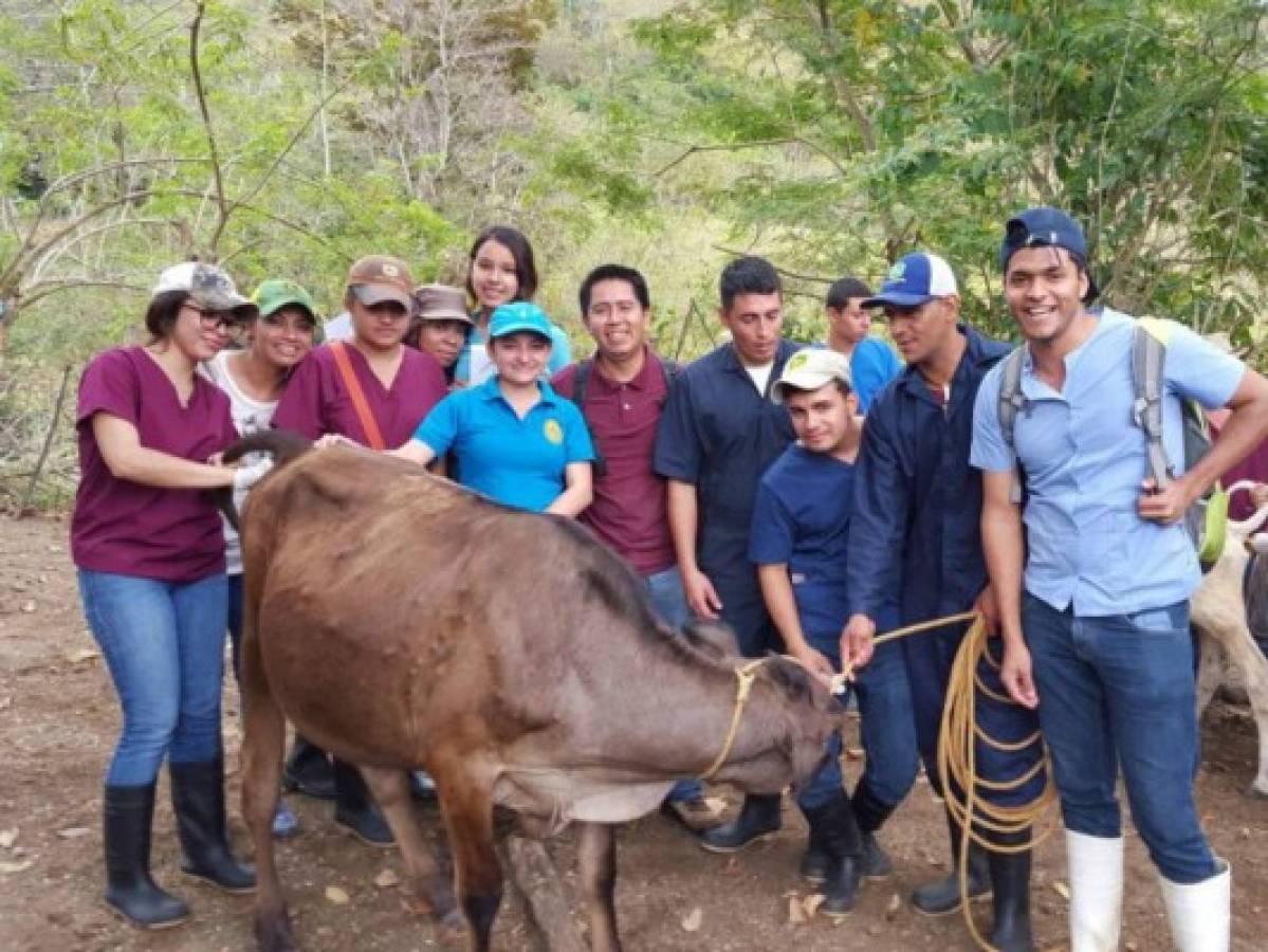 Cuestionan la calidad de la carrera de Medicina Veterinaria de la UNA