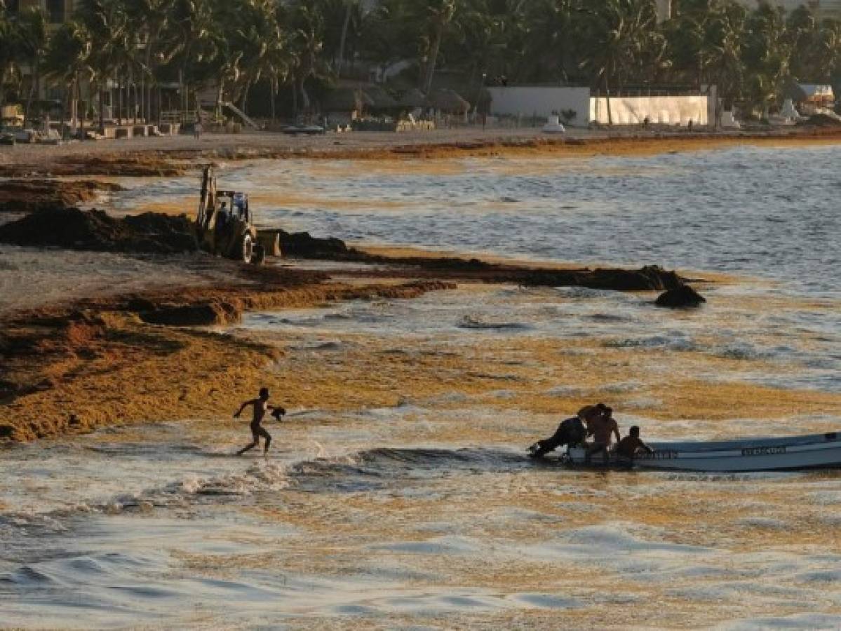 Costa caribeña de México sufre azote del sargazo