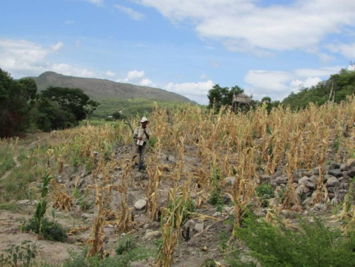 Las temperaturas aumentarán un grado en este año