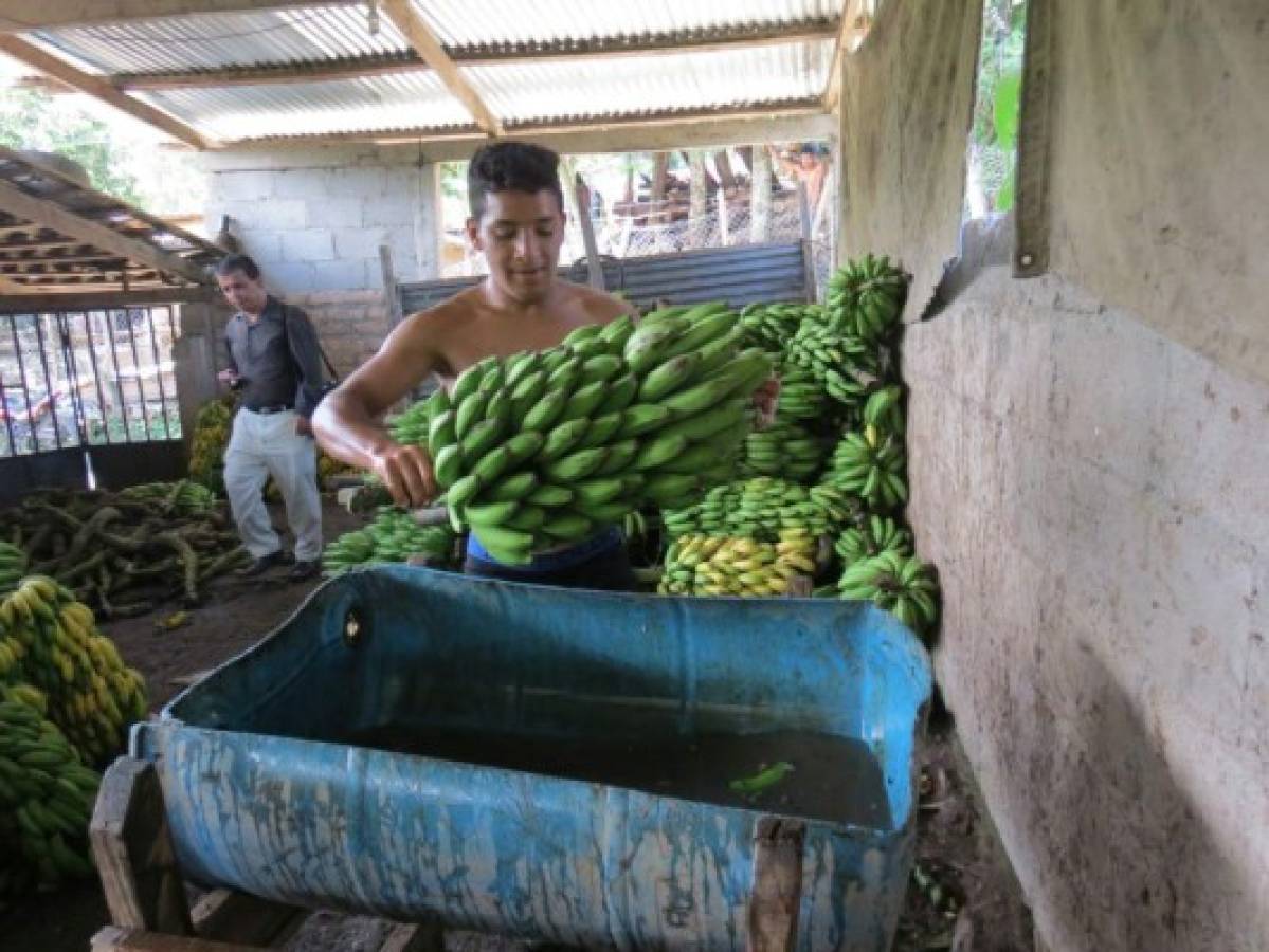 Producción de banano sostiene la economía en San Pedro de Tutule
