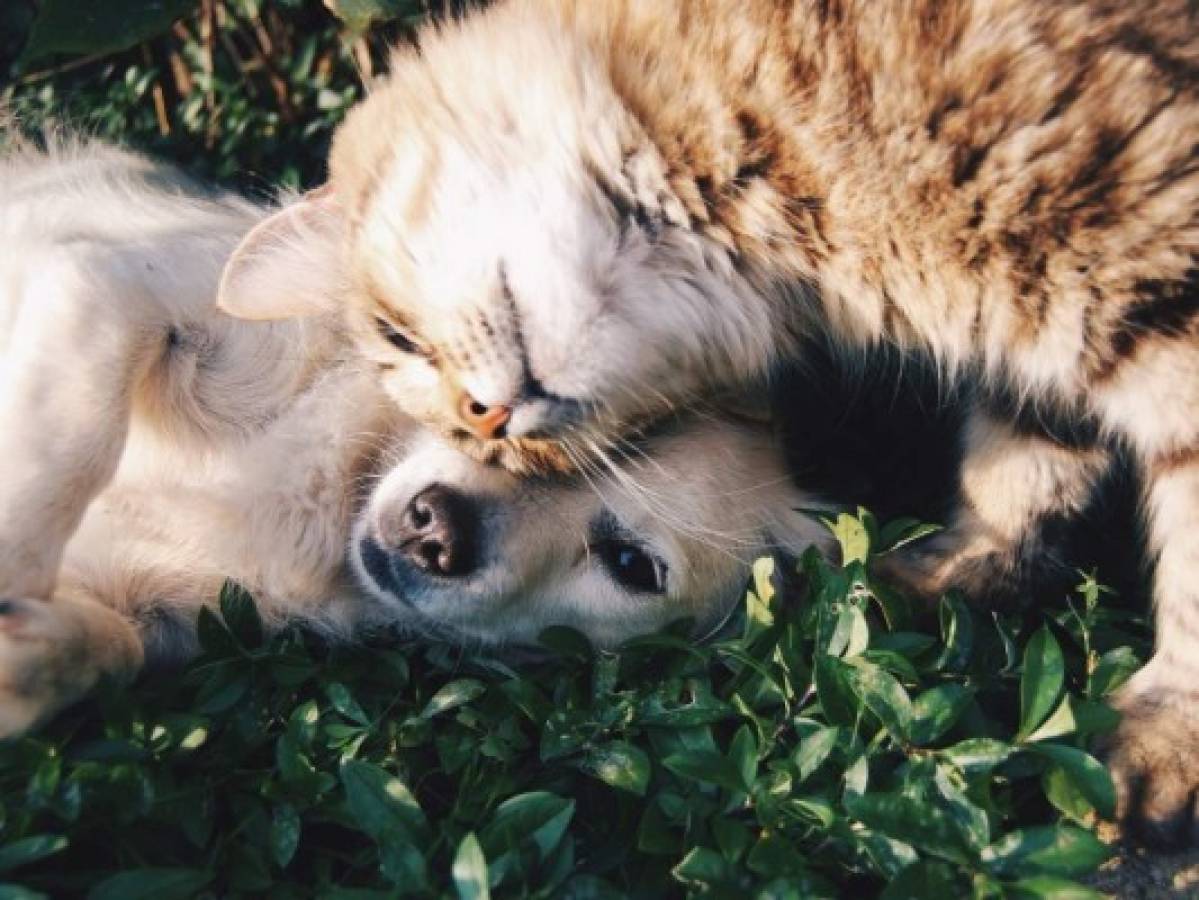 Las mascotas reducen el estrés y ayudan a mantener la salud mental