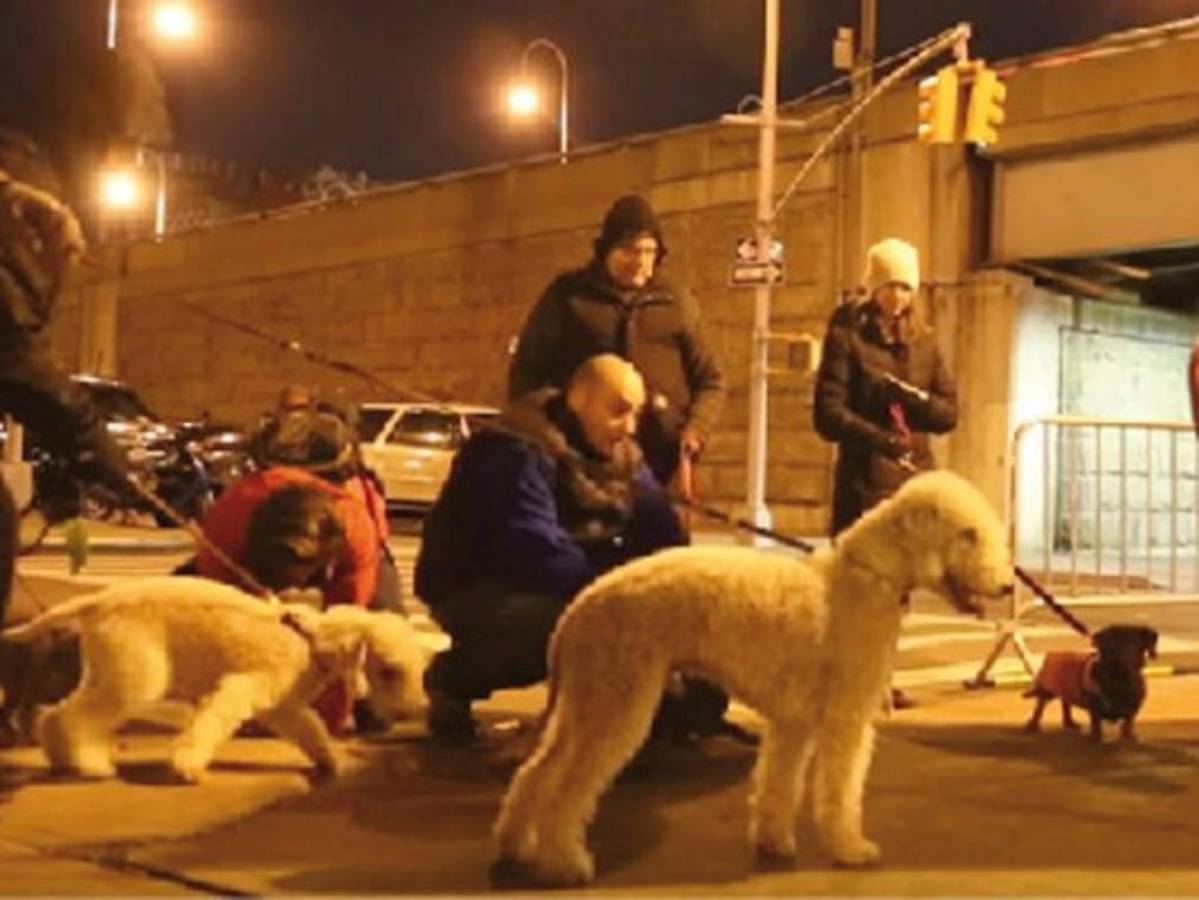 Adiestran perros para cazar ratas en NY City