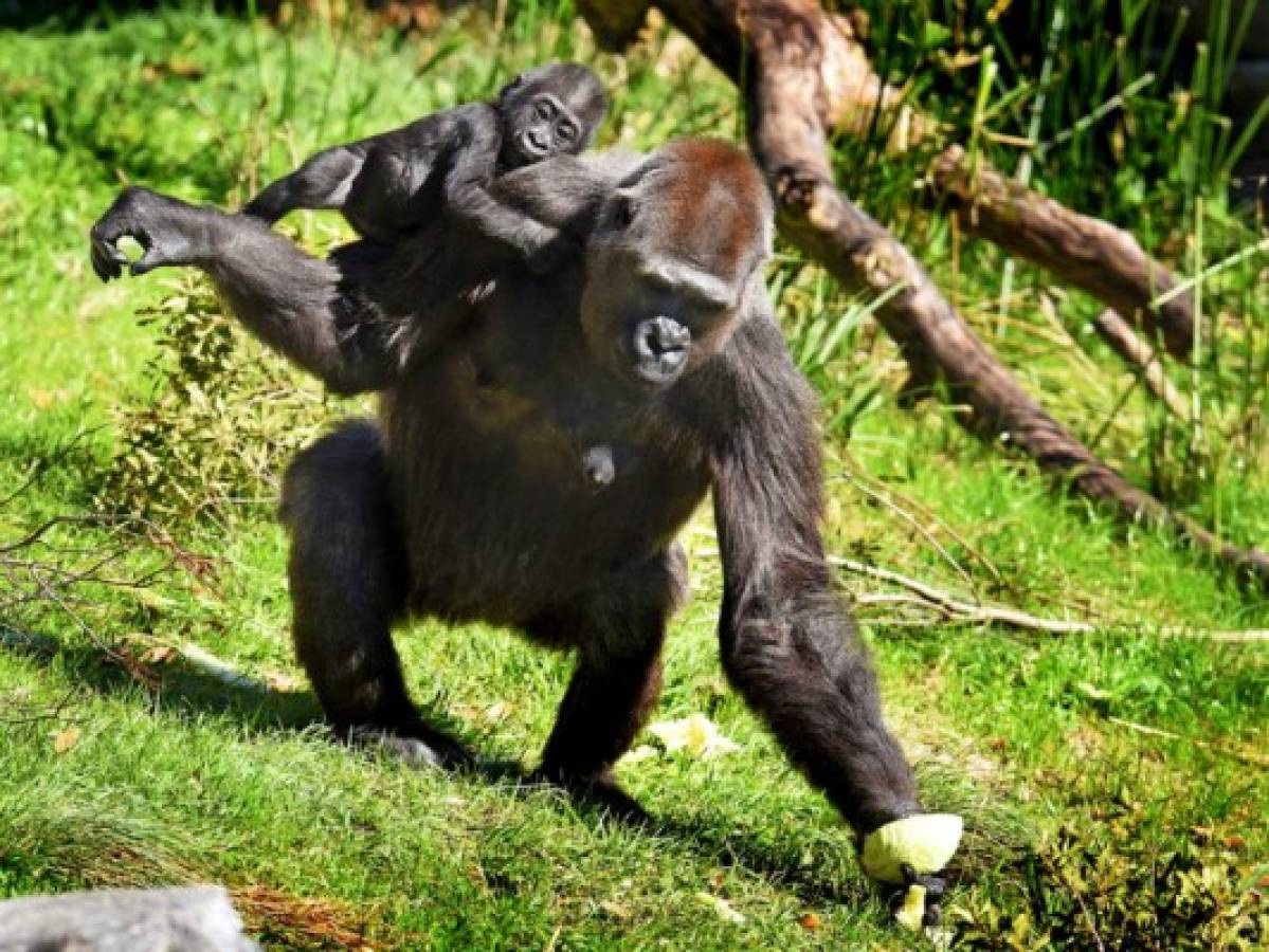 Gorila adopta a bebé de otra gorila que lo rechazó al nacer
