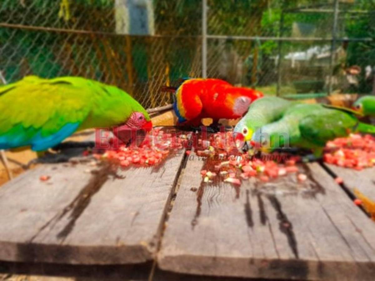 En peligro de morir de hambre más de 500 animales en Joya Grande