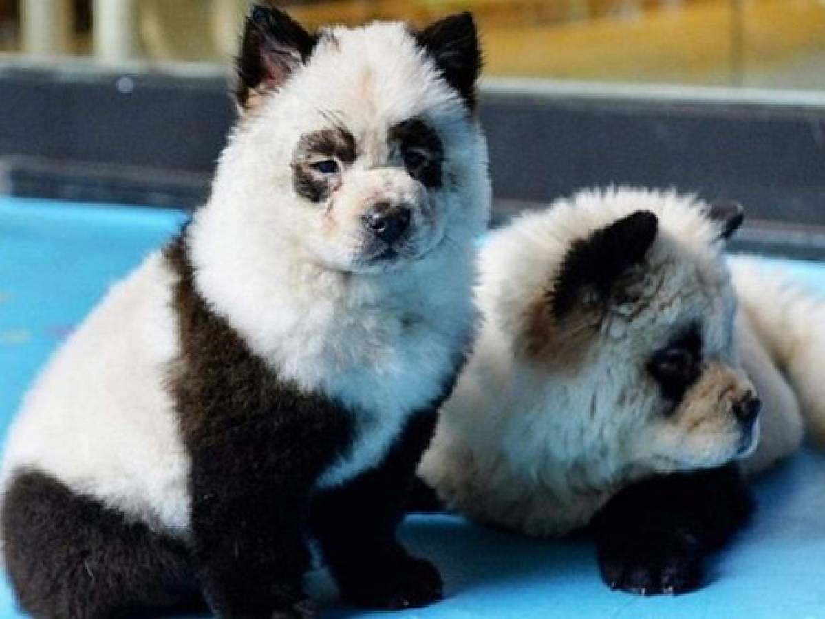 Tiñen perros para que parezcan bebés pandas en China