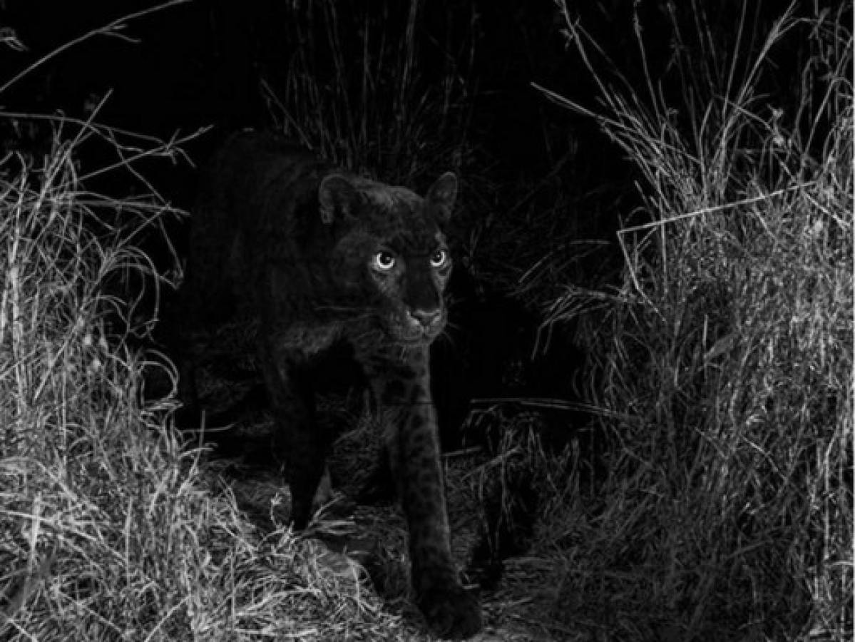 África: Captan a leopardo negro por primera vez en 100 años