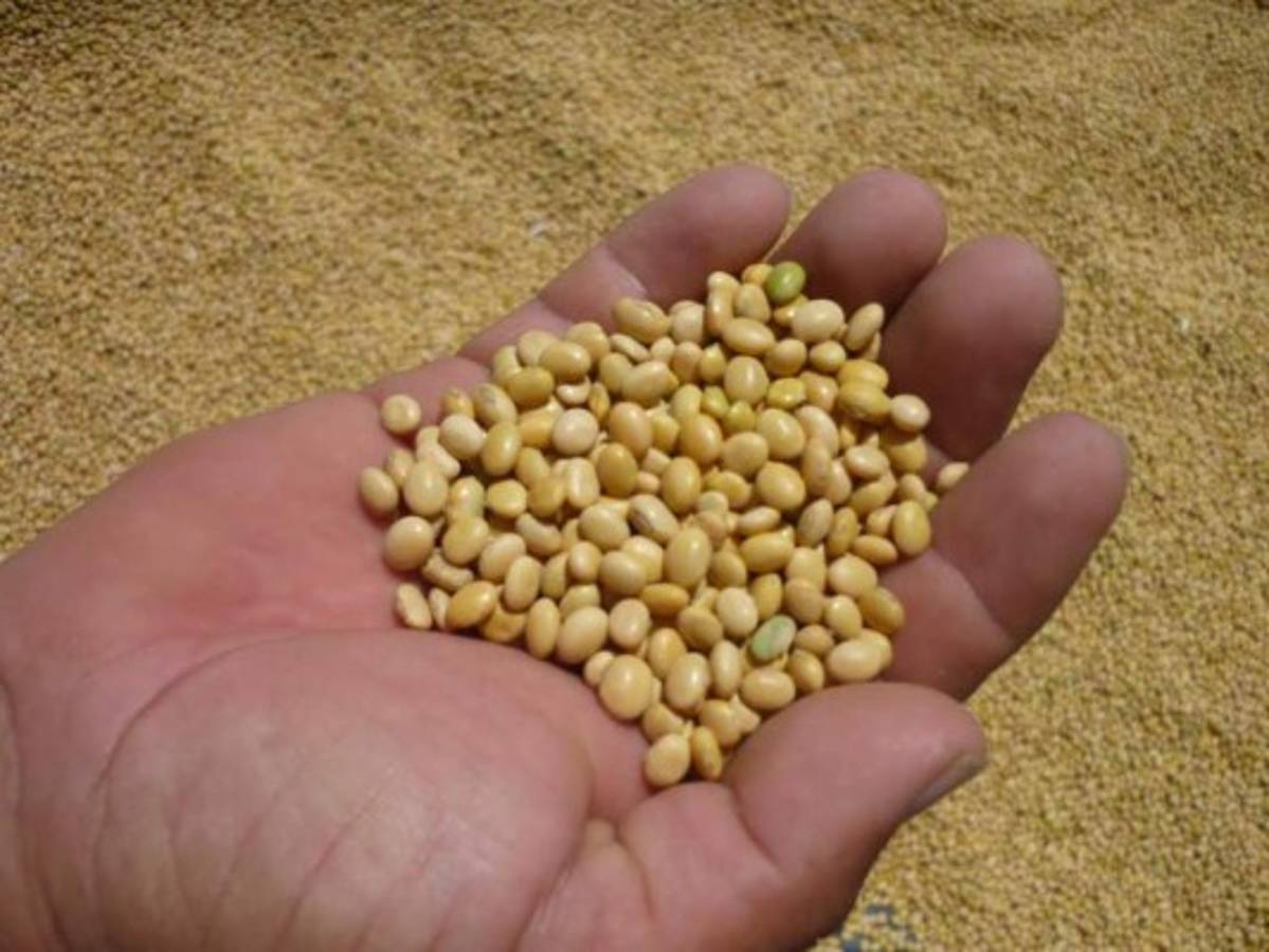 Ajonjolí sureño atrae el interés de empresarios de China Taiwán