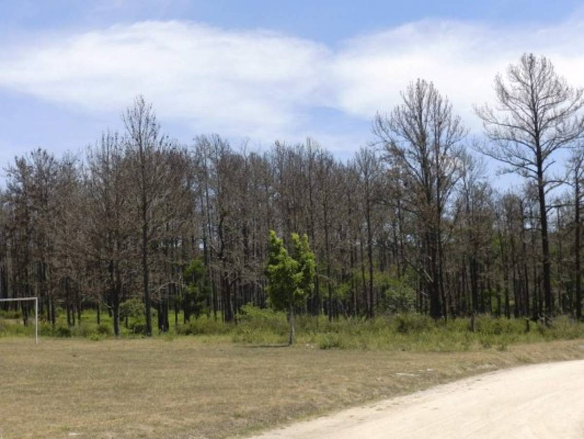 Millonarias pérdidas por ataque del gorgojo descortezador