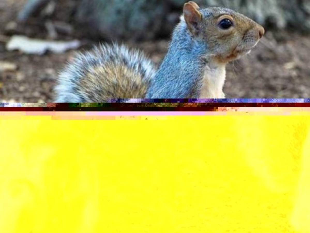 La ardilla se cruzó en el camino del joven conductor. Foto de referencia