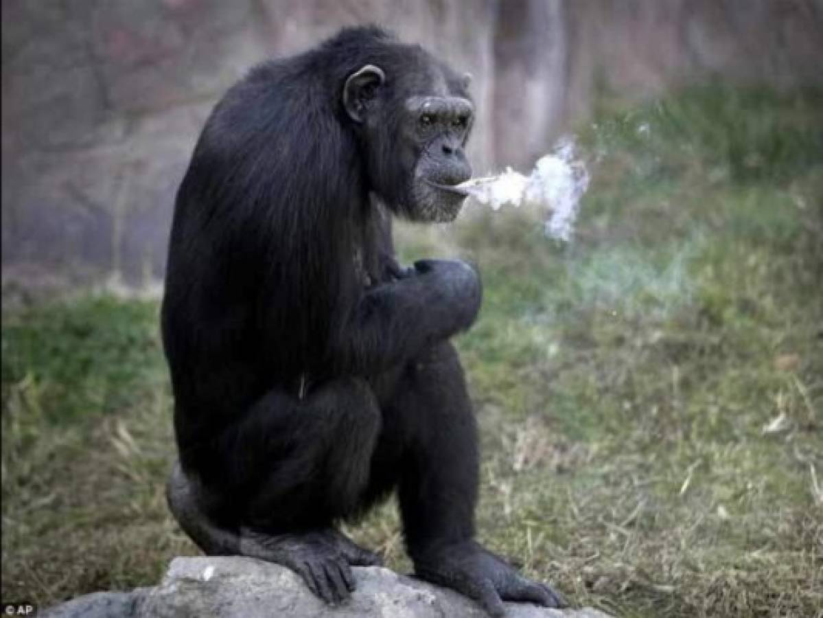 Azalea, el chimpancé que fuma 20 cigarrillos al día para divertir a los visitantes