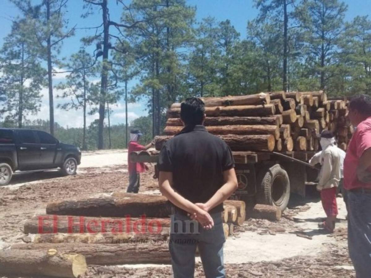 Congreso aprueba moción para detener tala de bosques en Honduras