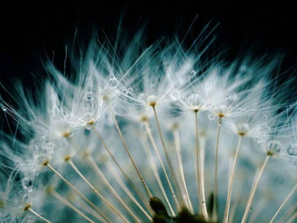 El diente de león también está disponible n cápsulas, extractos y tinturas. Foto: Pixabay