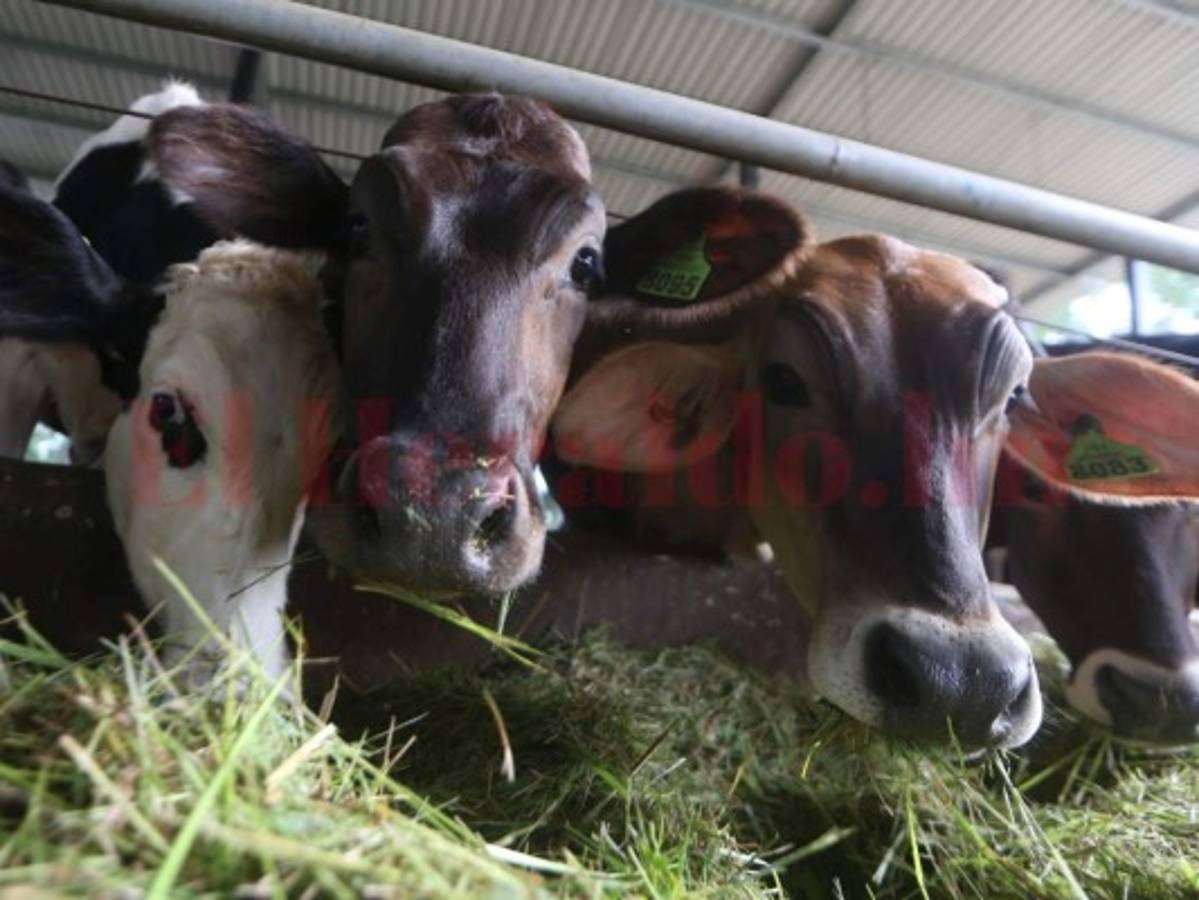 La Universidad Nacional de Agricultura se queda sin equipo al romper acuerdo con OABI