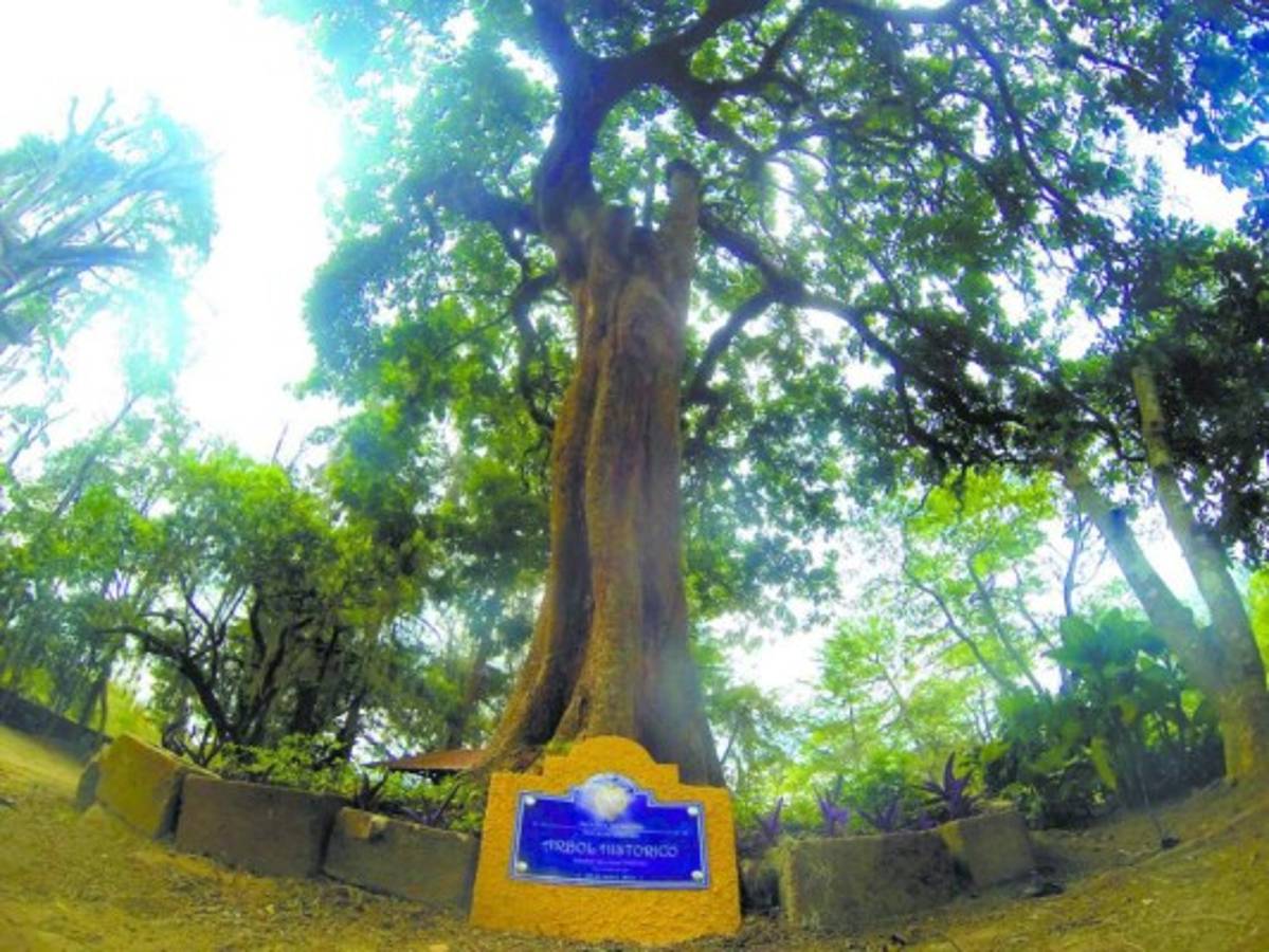 Históricos árboles, testigos del tiempo en la capital