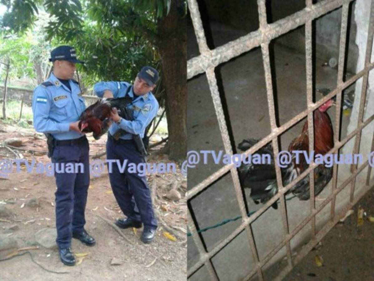 Honduras: El gallo pasará su segunda noche en prisión y sin visita conyugal