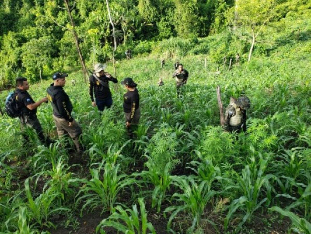 Aseguran una plantación de marihuana en medio de una milpa de maíz en Colón