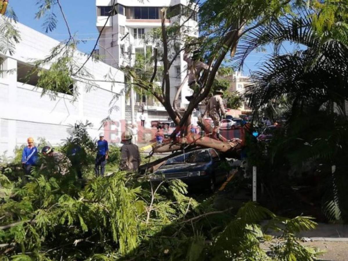 Socorristas remueven árbol que destruyó vehículo en la colonia Tepeyac de la capital