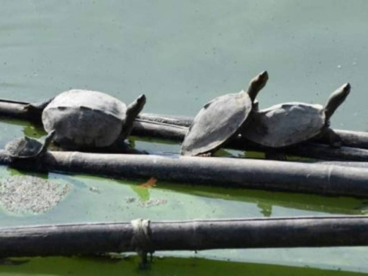 VIRAL: Un templo indio ayuda a tortugas 'extintas' en su hábitat