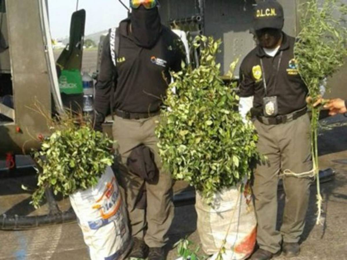 Honduras: Incautan plantación clandestina de coca en Esquipulas del Norte