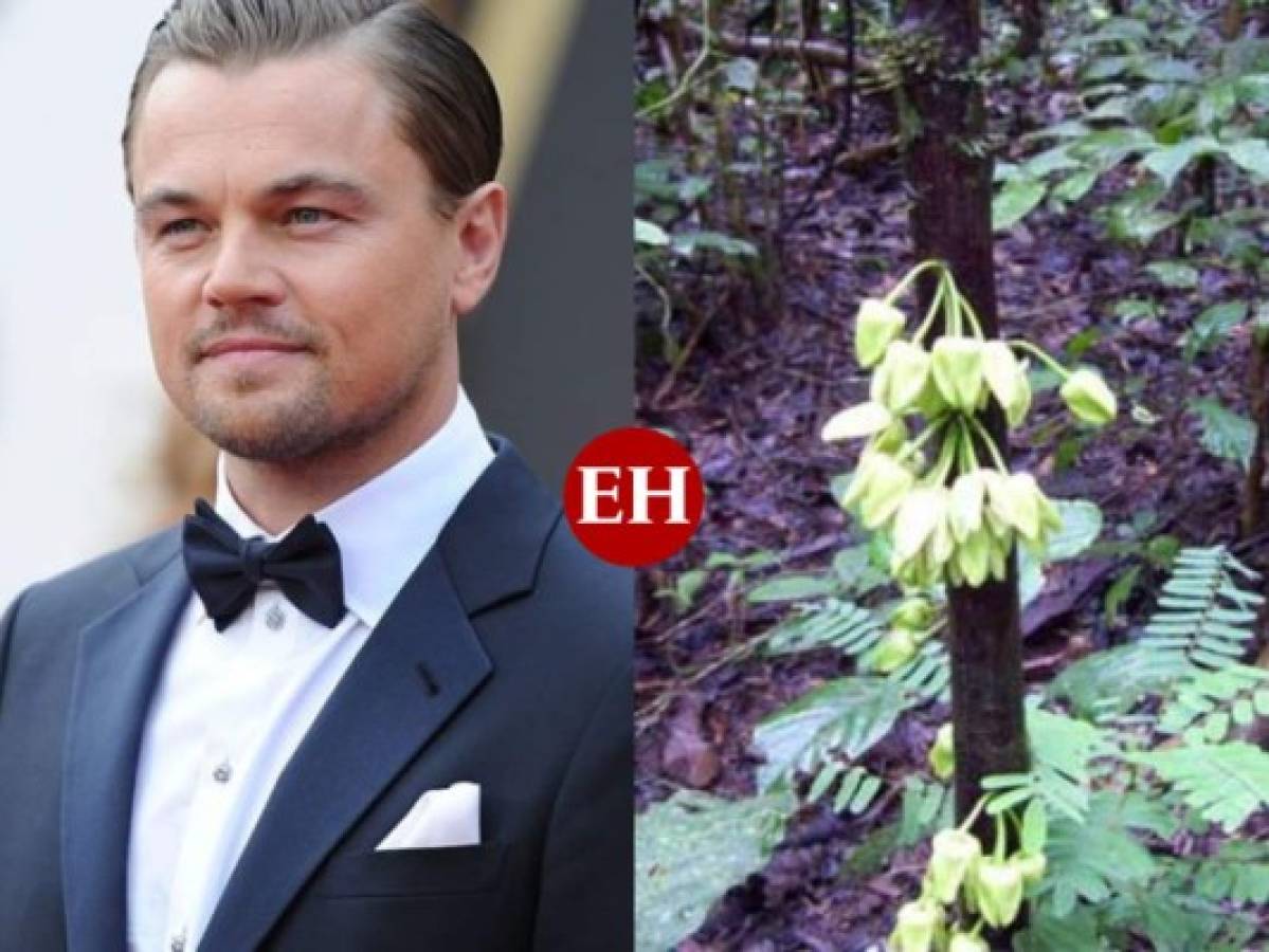 Bautizan como 'Leonardo DiCaprio' a nueva especie de árbol tropical