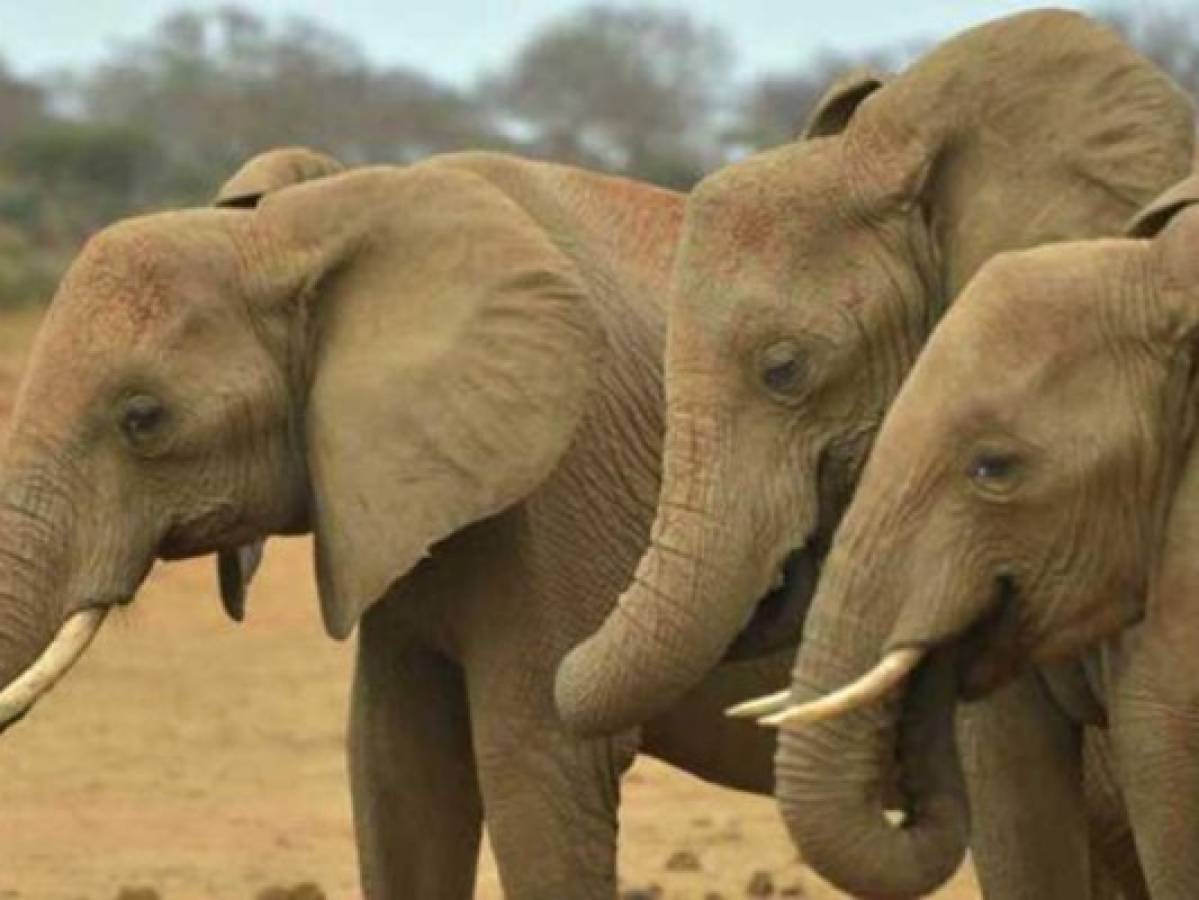 ¡Con estilo! Manada de elefantes será enviada en avión de Inglaterra a Kenia