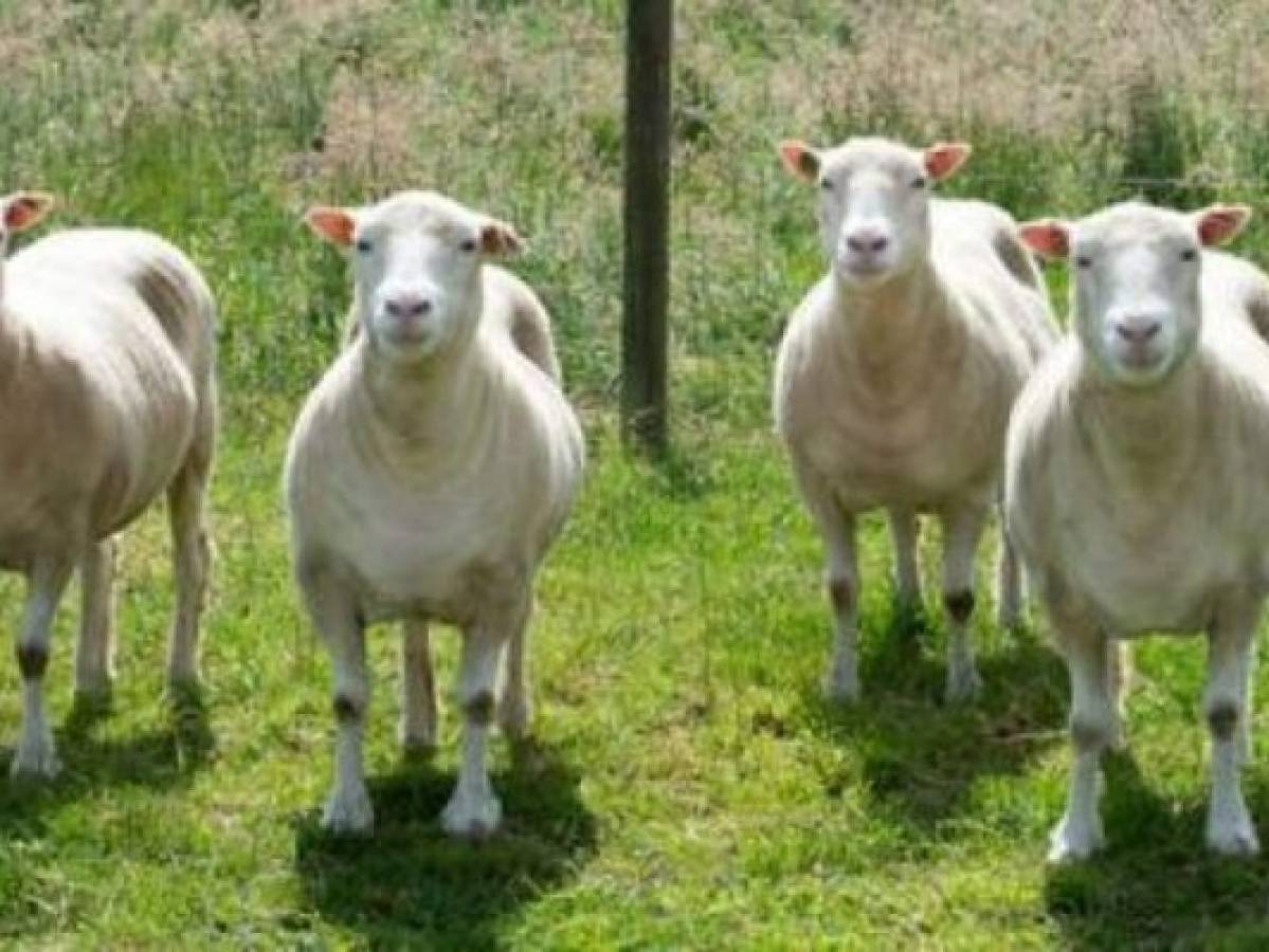 Matriculan a 15 ovejas para evitar cierre de una clase en escuela de Francia