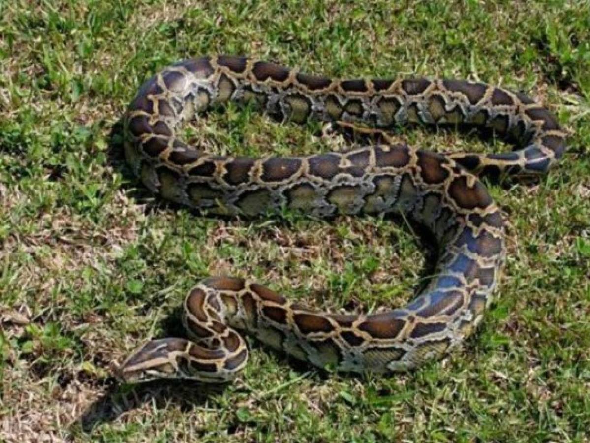 Dos pitones derrumban el techo de una casa en Australia