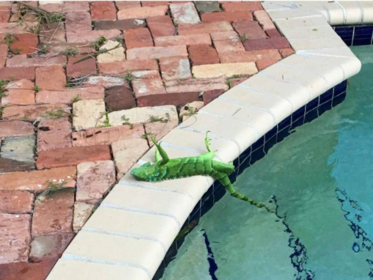 Por bajas temperaturas, las iguanas se congelan en Florida