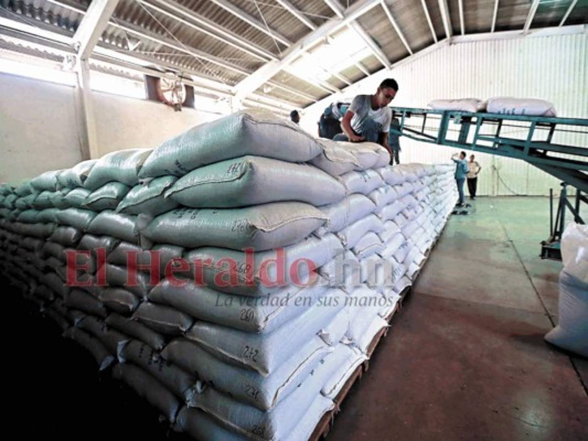 Honduras: Producción de granos se mantendrá como en el 2020