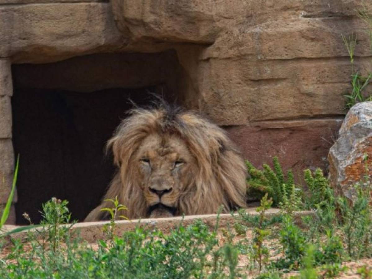 Cuatro leones de un zoológico en España dieron positivo a covid-19