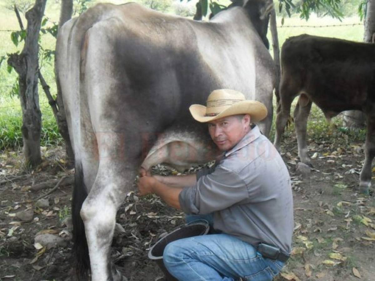 En mayo subirá la producción de leche en Honduras