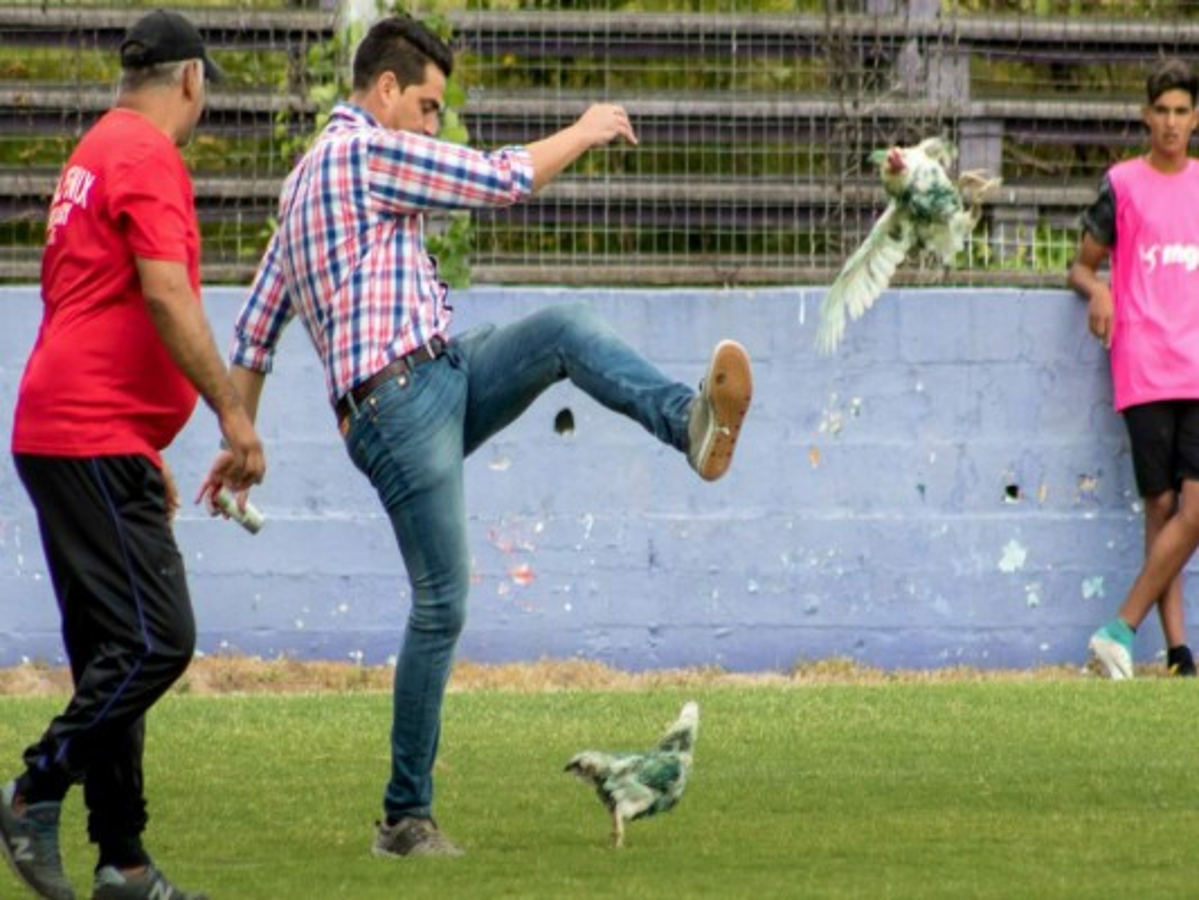 Uruguay: Dirigente patea gallina y su club es sancionado