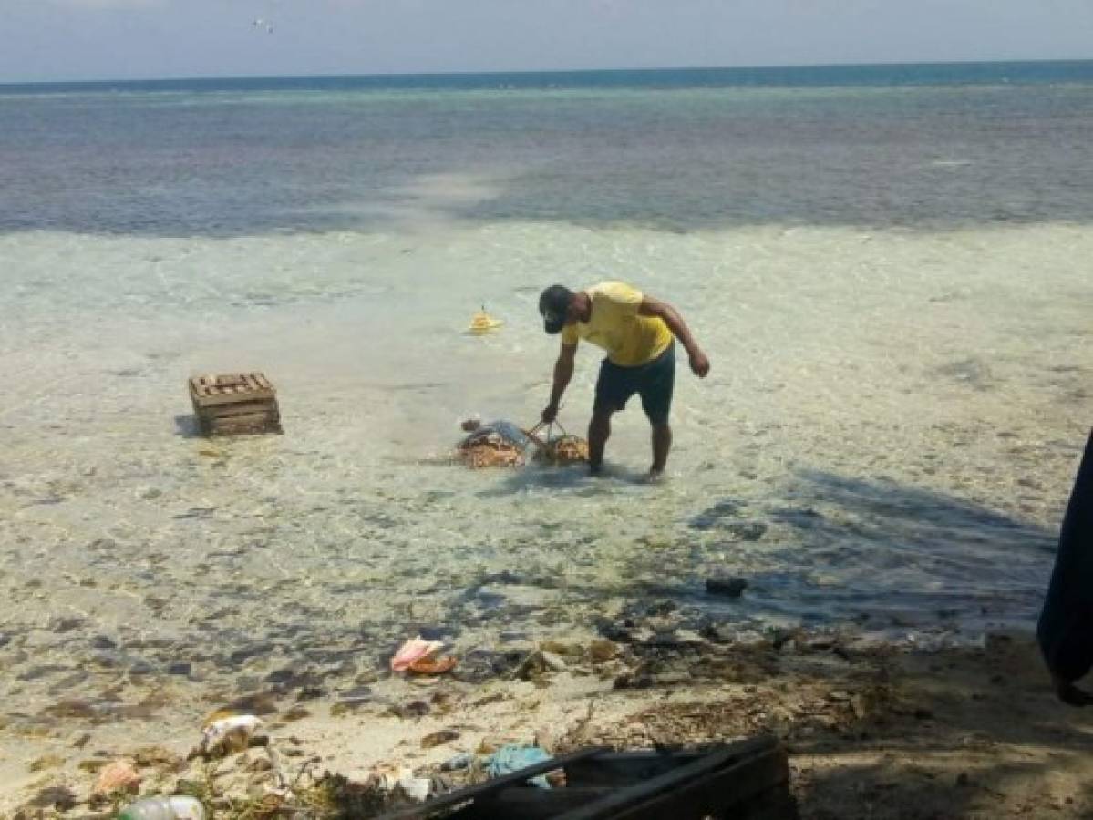Nueve pescadores capturados por pesca ilegal llevaban tortugas Carey