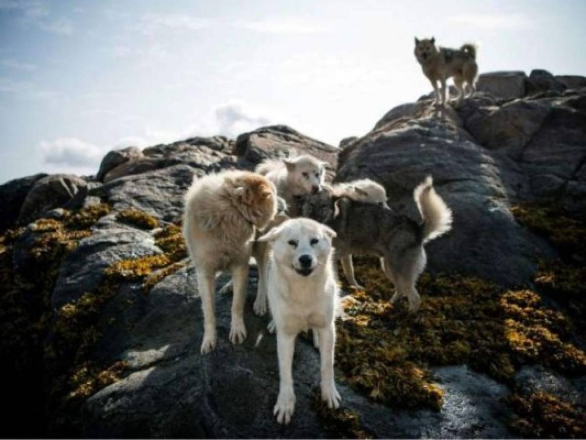El deshielo en el Ártico amenaza los perros de trineo en Groenlandia   