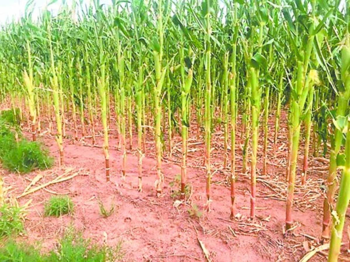 En alerta por una langosta centroamericana que afecta cultivos