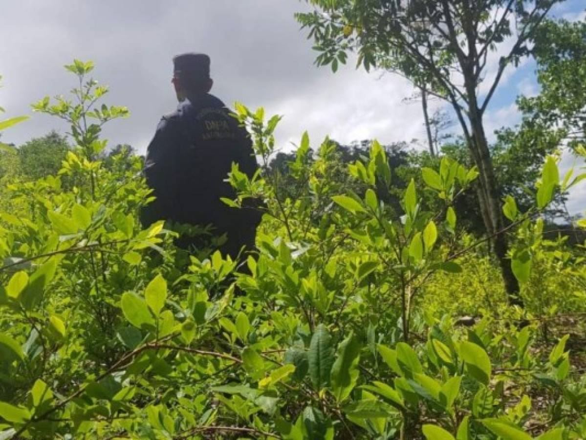 Desmantelan tres narcolaboratorios en Iriona, Colón  