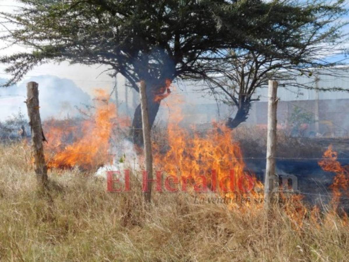 Incendios forestales destruyen cerca de 1,000 hectáreas en el sur