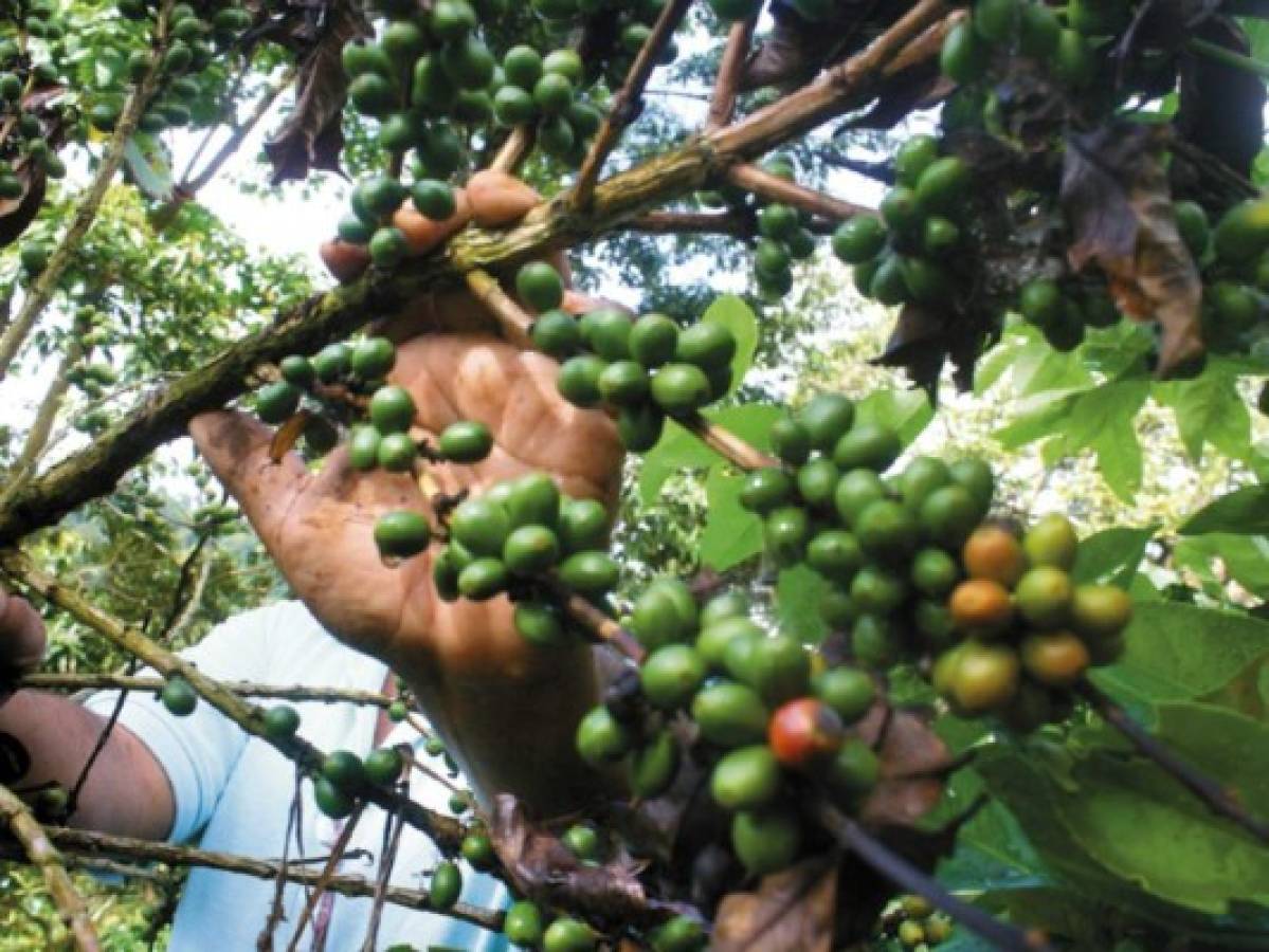 Honduras: Nueva roya puede generar crisis en la producción de café